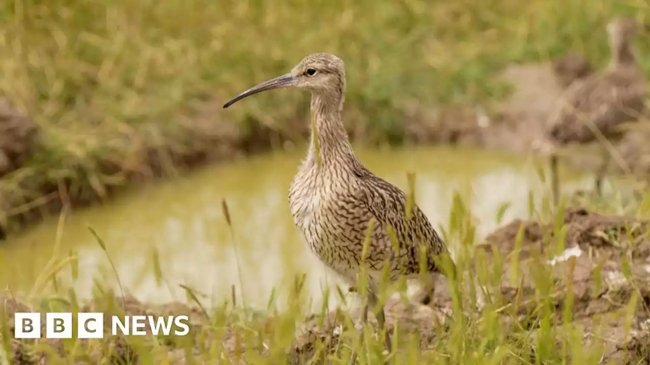 Elmley Nature Reserve: Conservationists hand-rear endangered birds