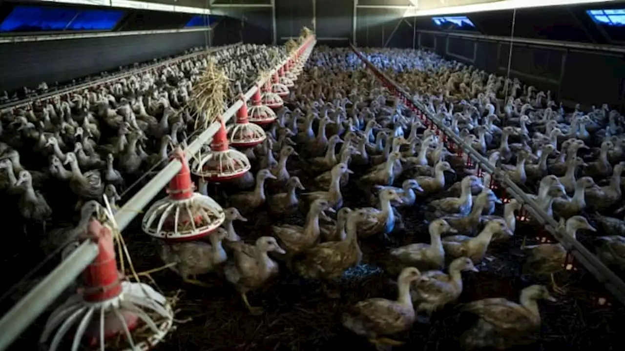 Pas-de-Calais: un foyer de grippe aviaire détecté, 17.500 dindes abattues