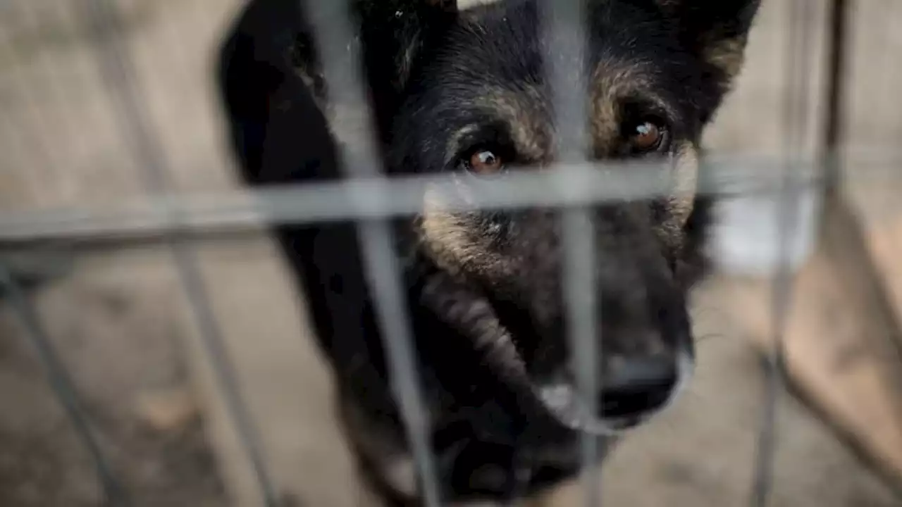 Tarn: la 'Brigitte Bardot locale' conservait des dizaines de cadavres de chiens dans des congélateurs