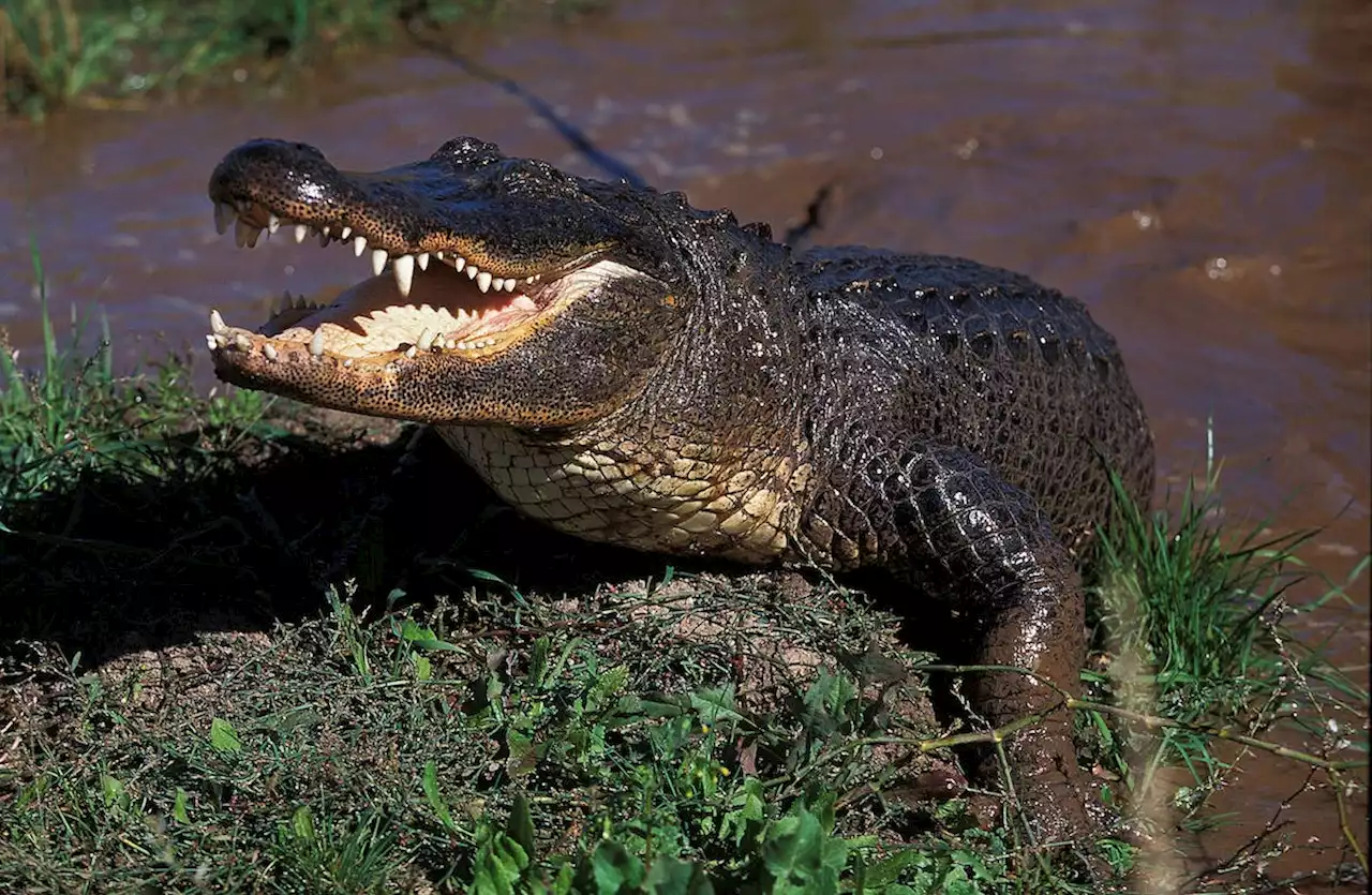 69-jährige Spaziergängerin nahe Golfplatz von Alligator getötet