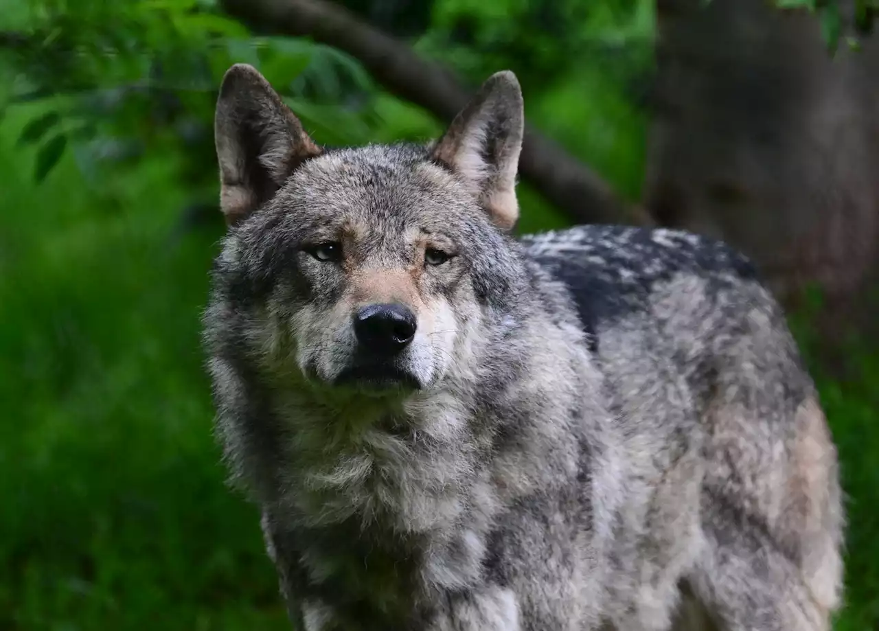 Wölfe in der Oberpfalz haben Nachwuchs