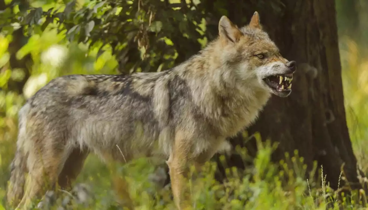 Wilde Wölfe in Potsdamer Naherholungsgebiet