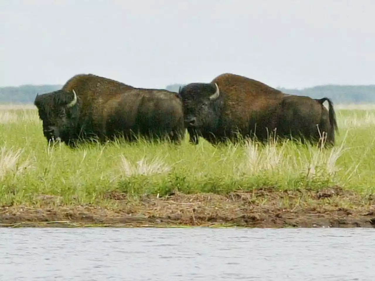 Wood Buffalo National Park should keep World Heritage Site status despite deteriorating conditions: UNESCO