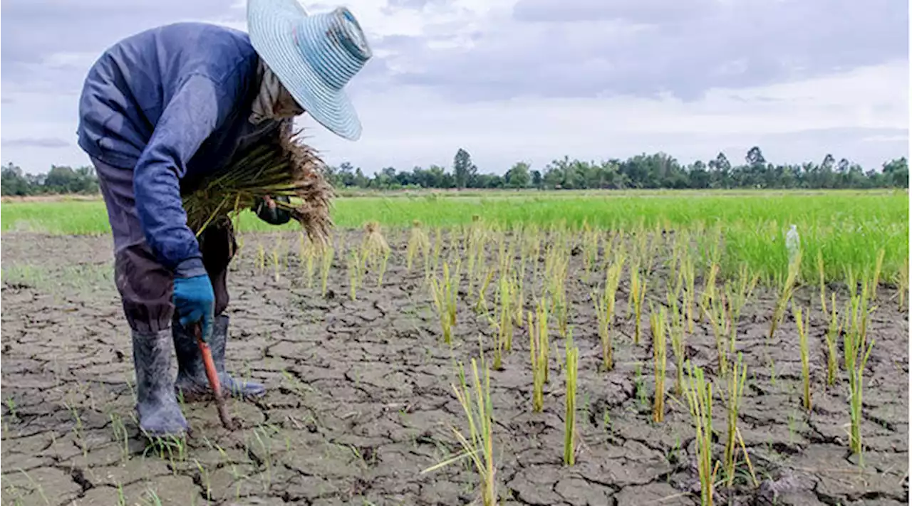 PAGASA: El Niño to intensify on last quarter of 2023