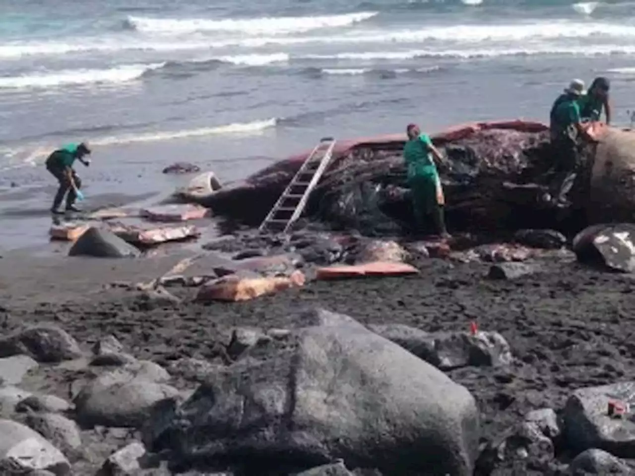 Canarie, un tesoro da 500.000 euro trovato nella pancia di una balena morta nelle Isole Canarie