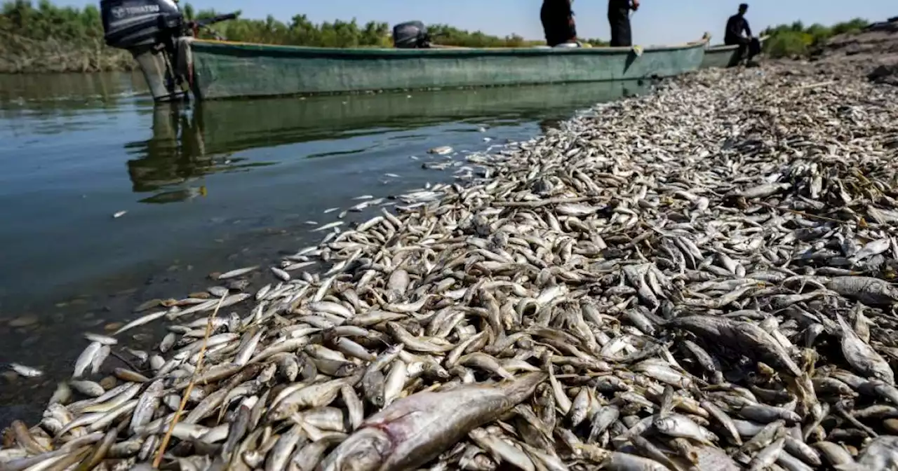 La photo du jour. En Irak, la sécheresse tue des milliers de poissons