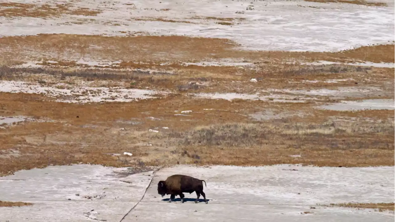 N.W.T. reports suspected anthrax outbreak in Slave River Lowlands bison