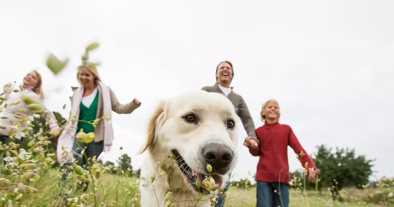 New tool helps dog owners find perfect breed to match personality and lifestyle