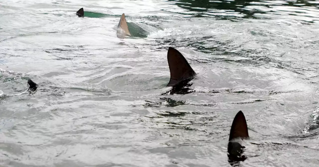 Four swimmers bitten by suspected sharks near Long Island beach