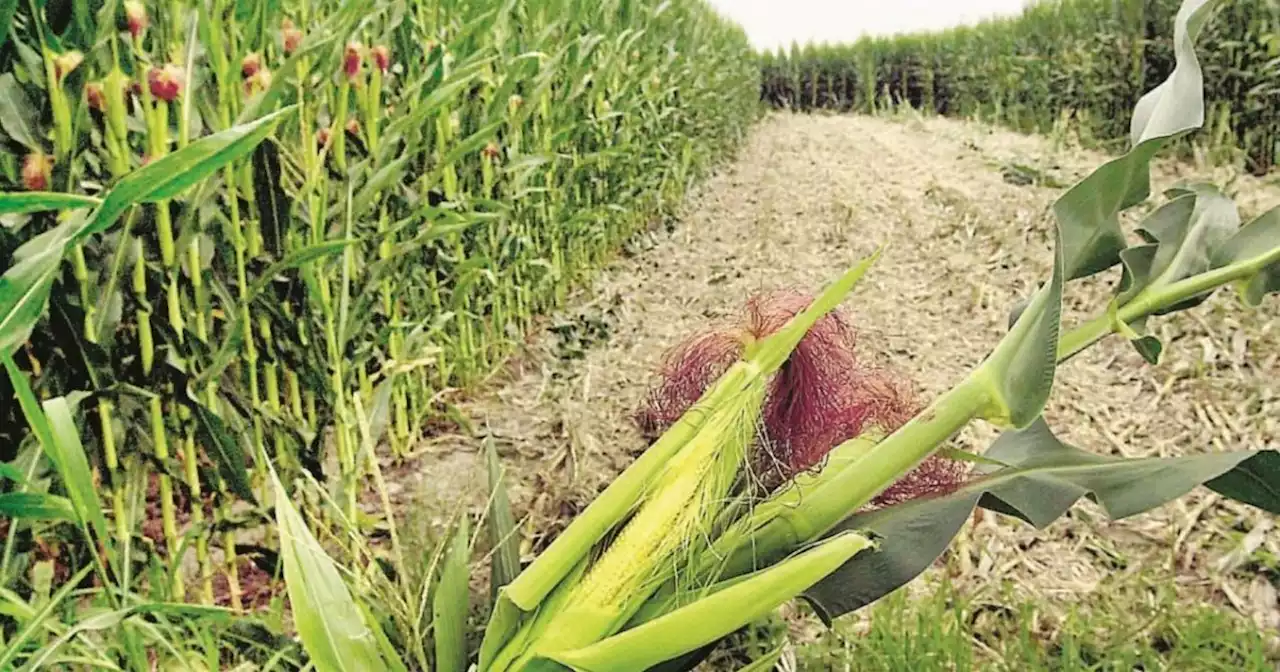 La Commissione Ue pronta alla deregulation sui nuovi Ogm. E si scatenano gli appetiti delle multinazionali per privatizzare la biodiversità - Il Fatto Quotidiano