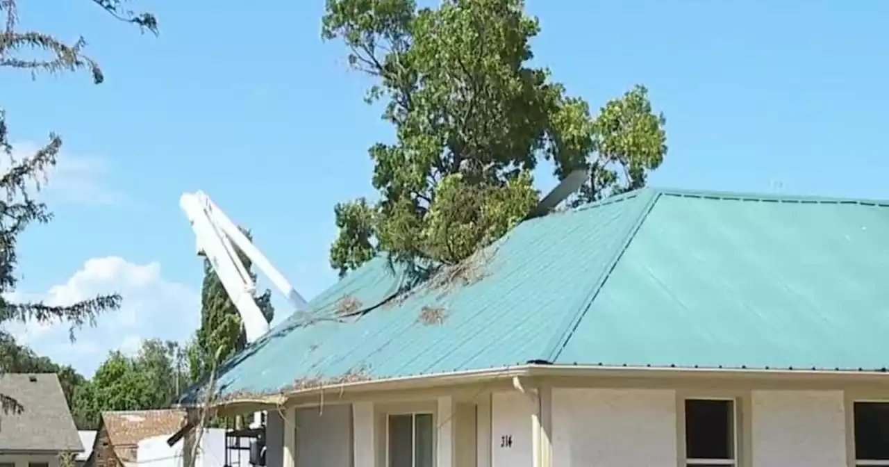 Strong winds knock down trees in Utah County