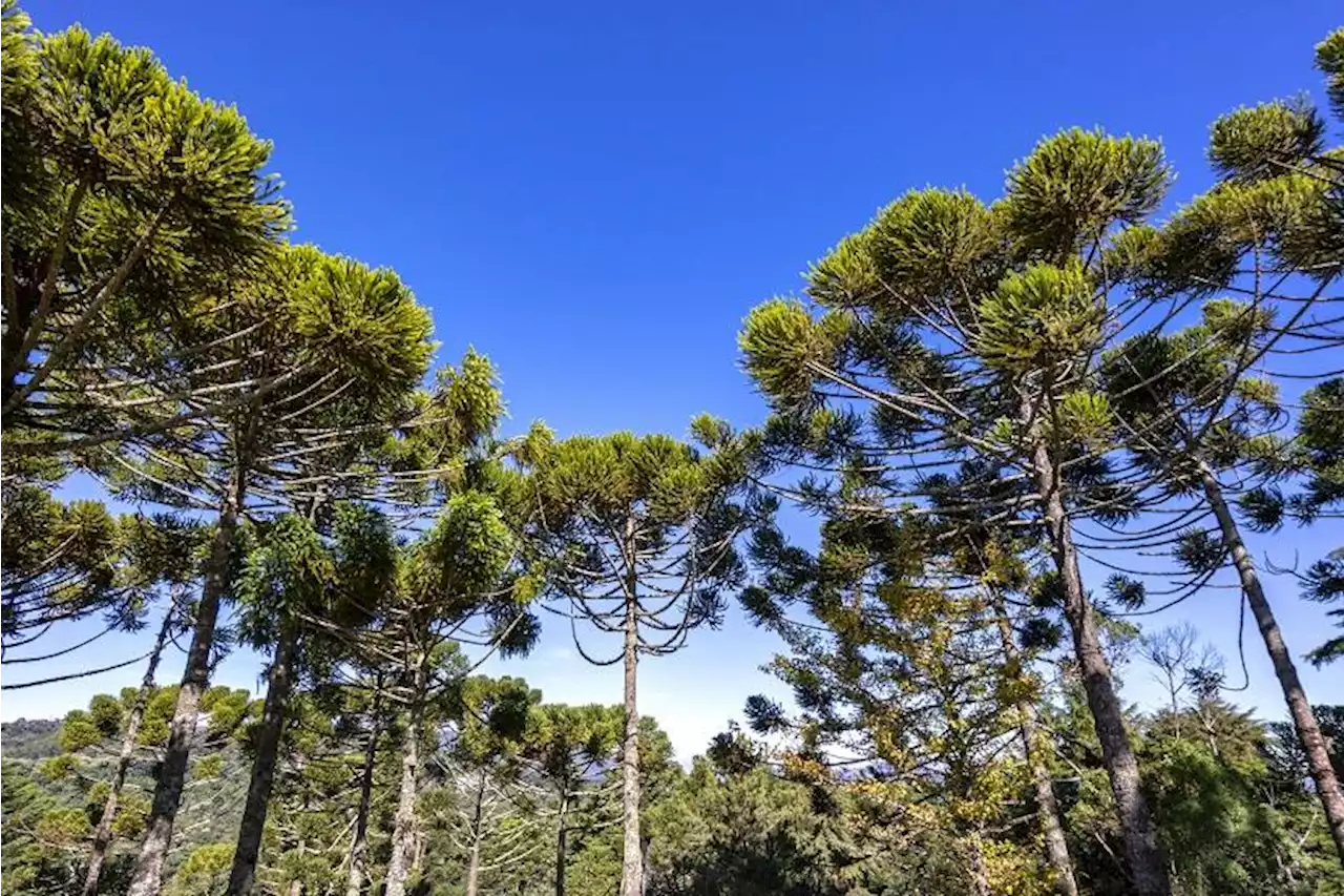 Dia seco e com muito sol em quase todo o Brasil | Climatempo