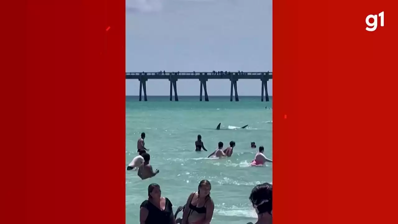 VÍDEO: Tubarão nada em águas rasas e assusta banhistas em praia da Flórida