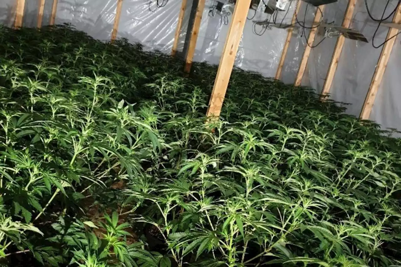 Man arrested after cannabis farm uncovered in Govan