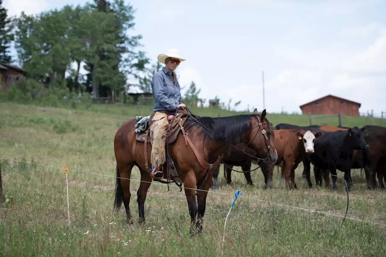 Alberta’s iconic cattle ranches face critical moment as two-year drought continues