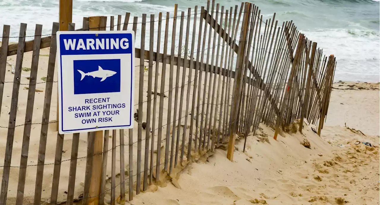 Four shark bites reported off NY coast over holiday weekend