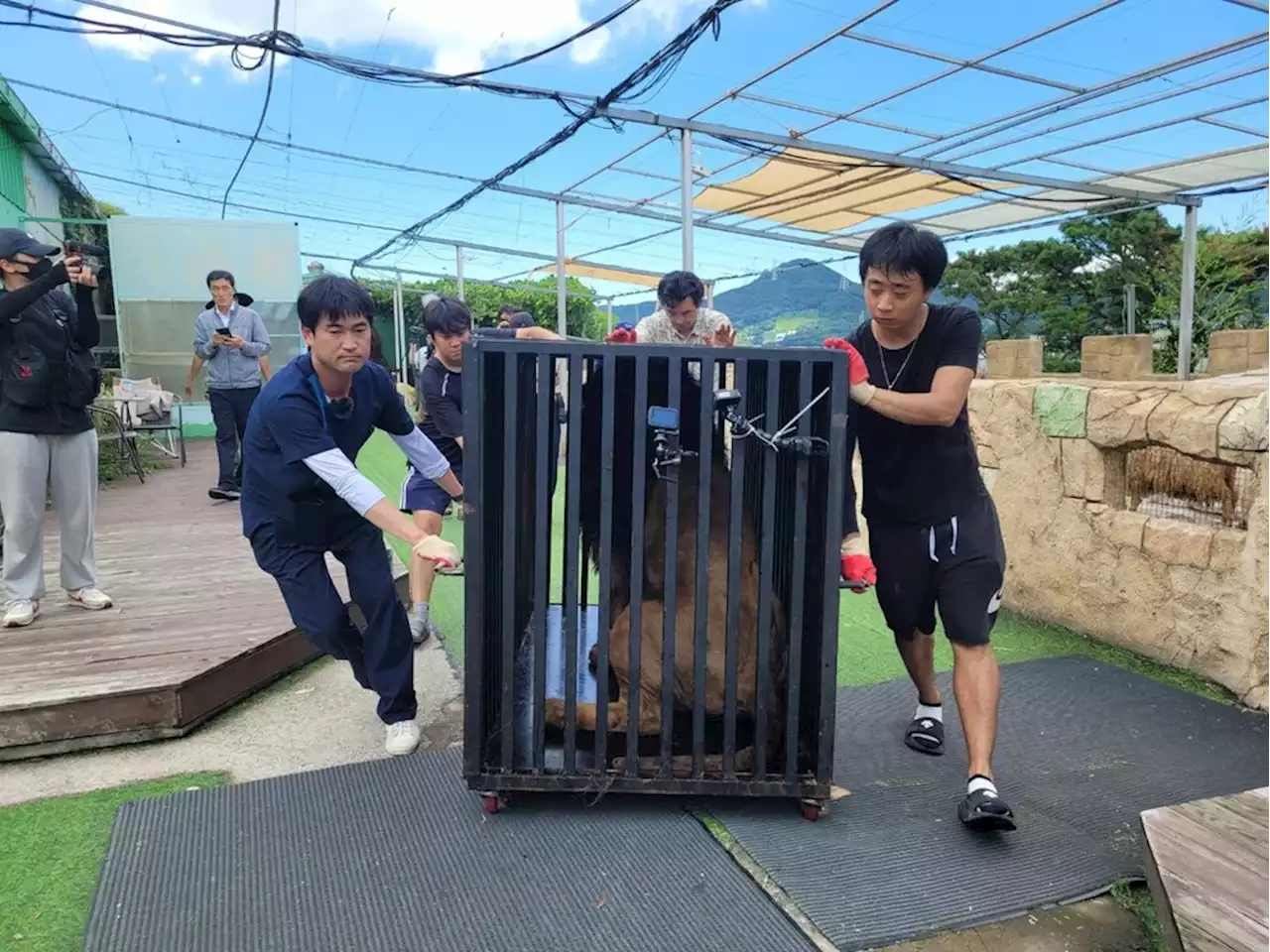 ‘갈비뼈 사자’ 청주 이사가던 날…동갑 ‘먹보’와 여생 행복하길