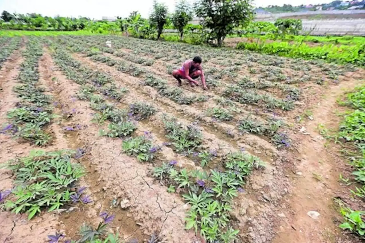 El Niño effects may last till early 2024 – Pagasa