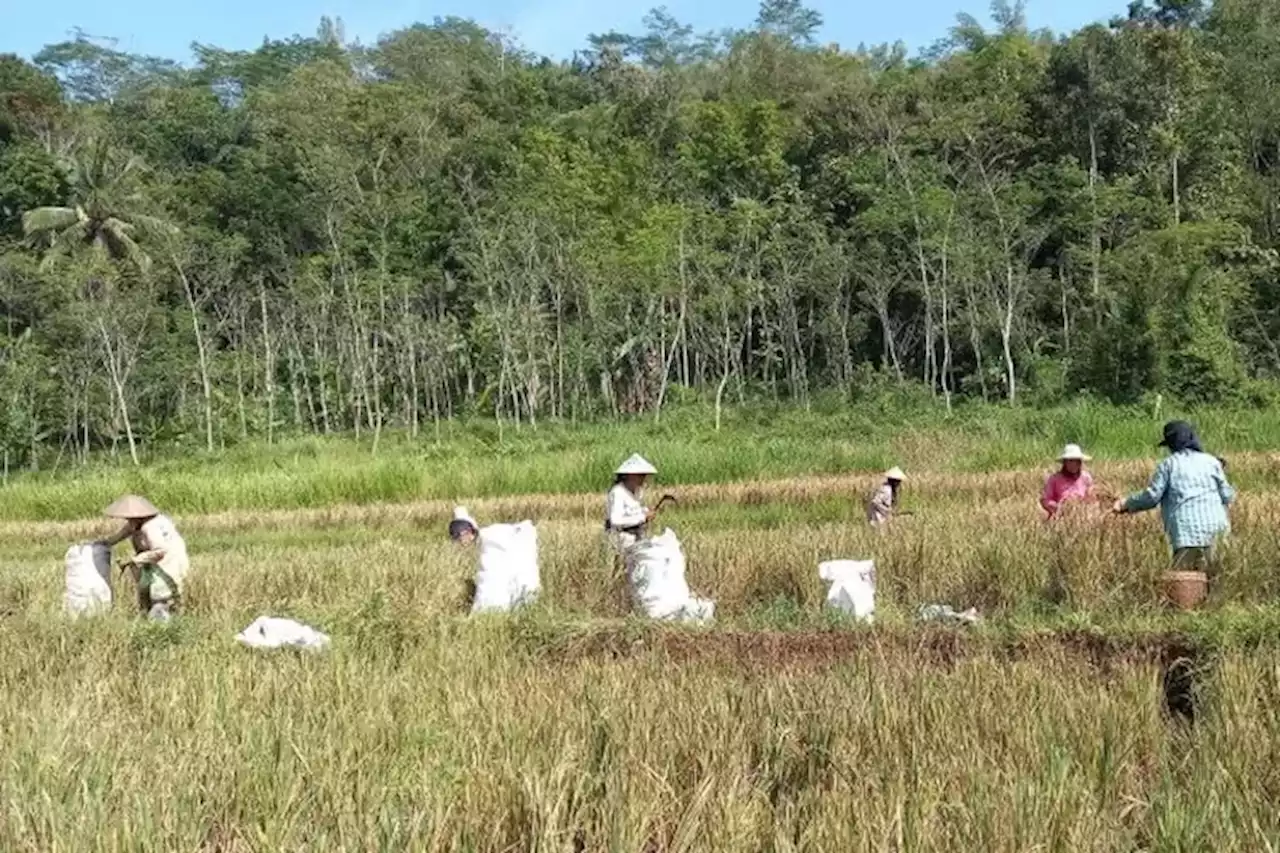 Hadapi El Nino, Menteri Pertanian Instruksikan Pemerintah Daerah Siapkan Lumbung Pangan - Jawa Pos