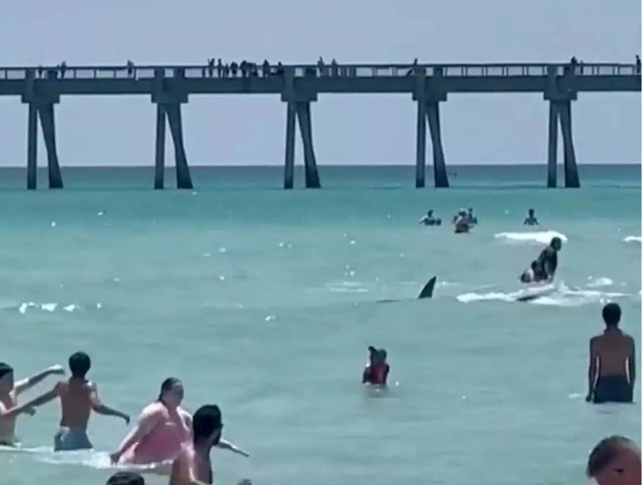 Tubarão nada muito próximo à areia e assusta banhistas nos EUA