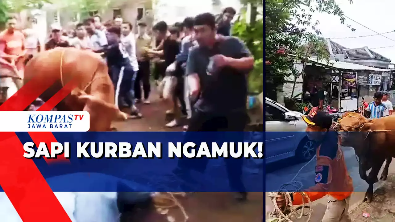 Panitia Kurban Luka-Luka Akibat Sapi Ngamuk