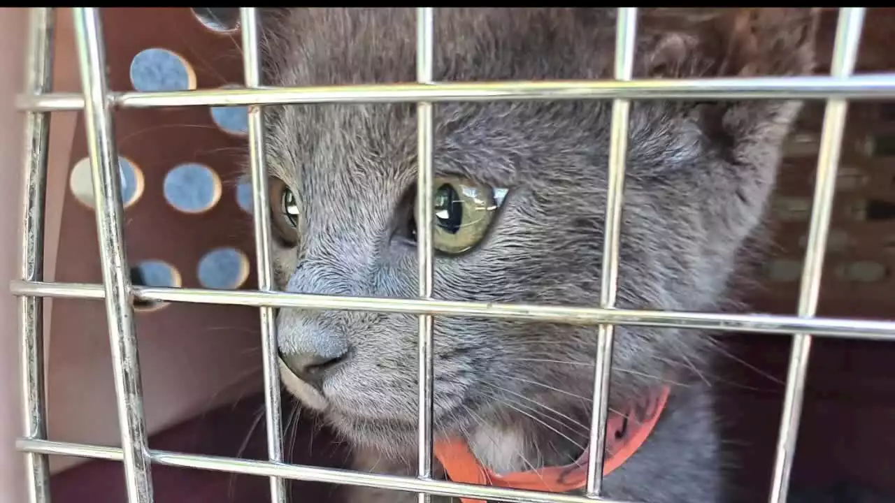 Pet cats vanish after Caltrans clears homeless camp