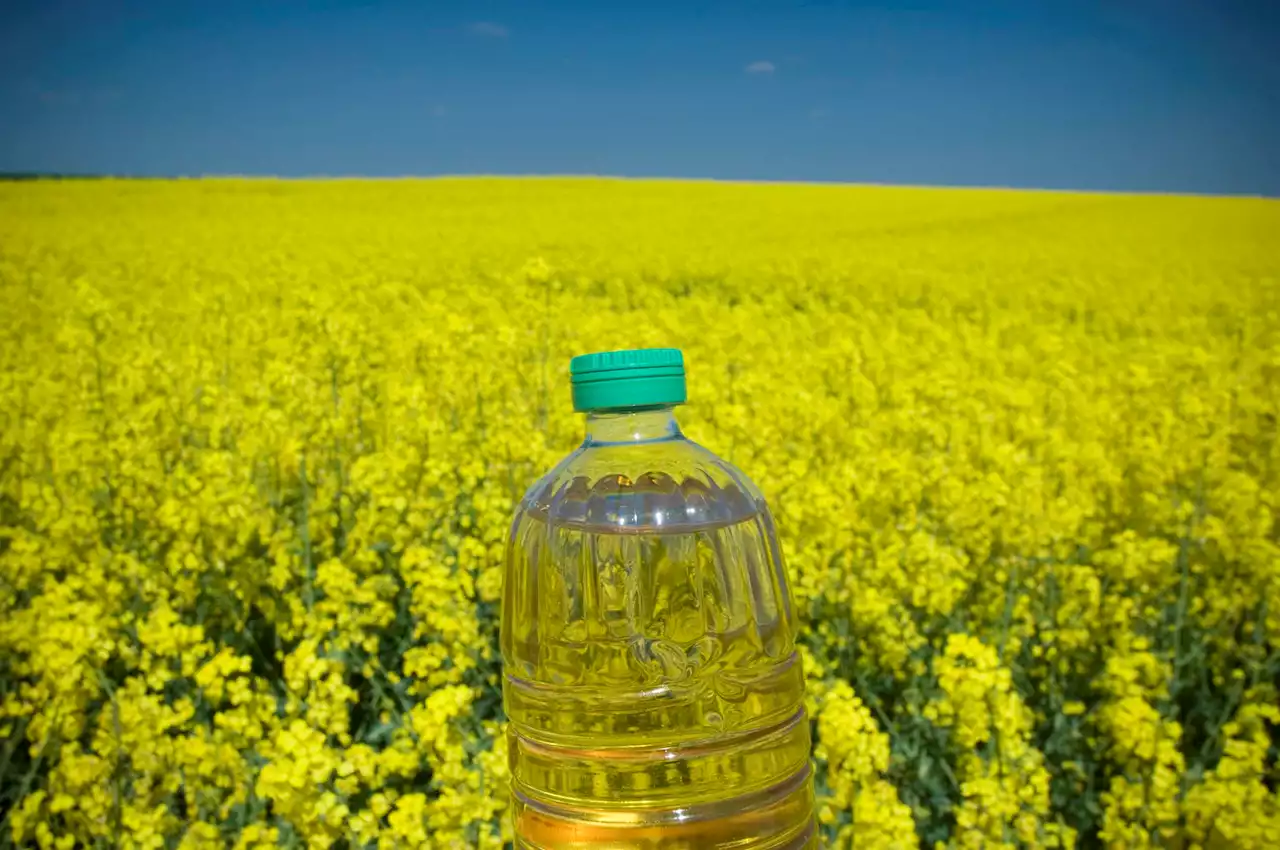 Por qué los españoles han vuelto a consumir aceite de colza (sin saberlo)