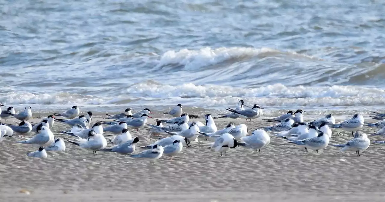 Scores of 'dead seabirds' wash up on coast in suspected bird flu outbreak