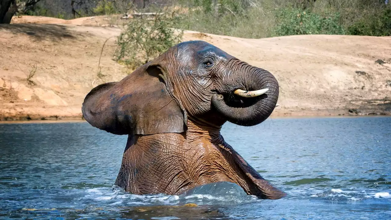 Elephants have massive, hot testicles — which could stop them getting cancer