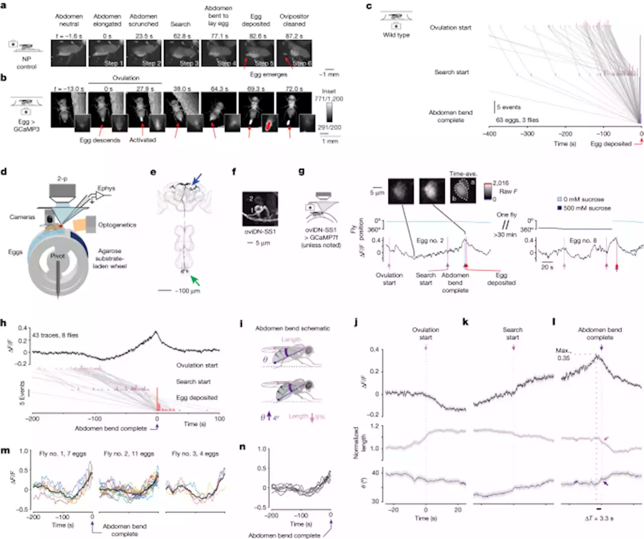 A rise-to-threshold process for a relative-value decision - Nature