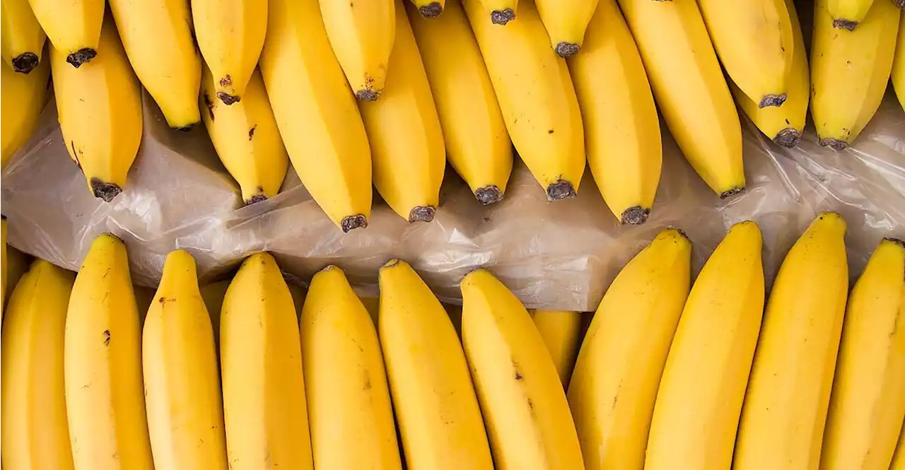 1,5 Tonnen Kokain in Bananencontainer in Niederlanden versteckt