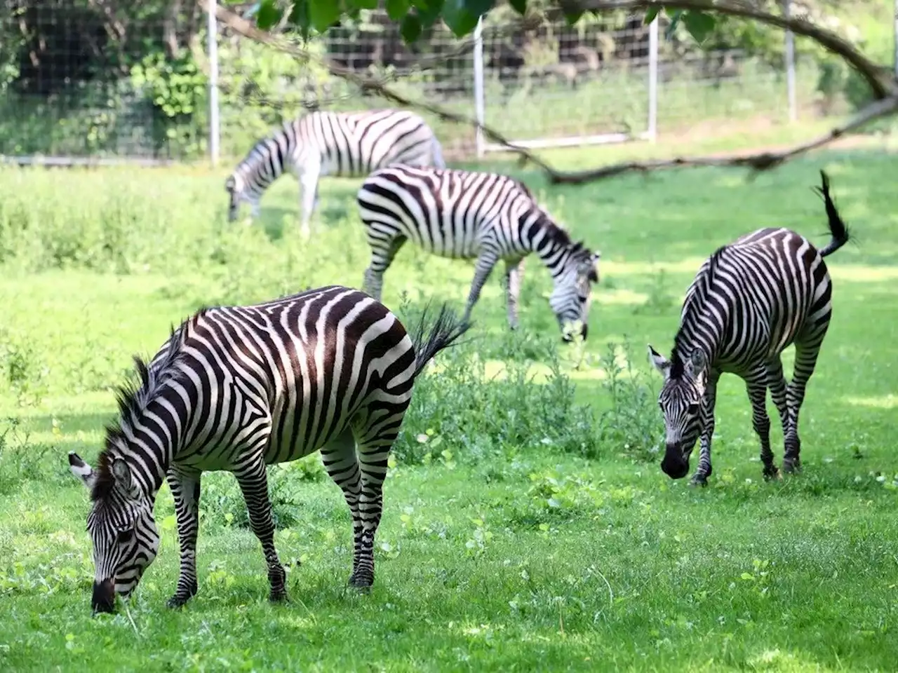 Five zebras rescued from rural Saskatchewan property adjusting to life in zoo