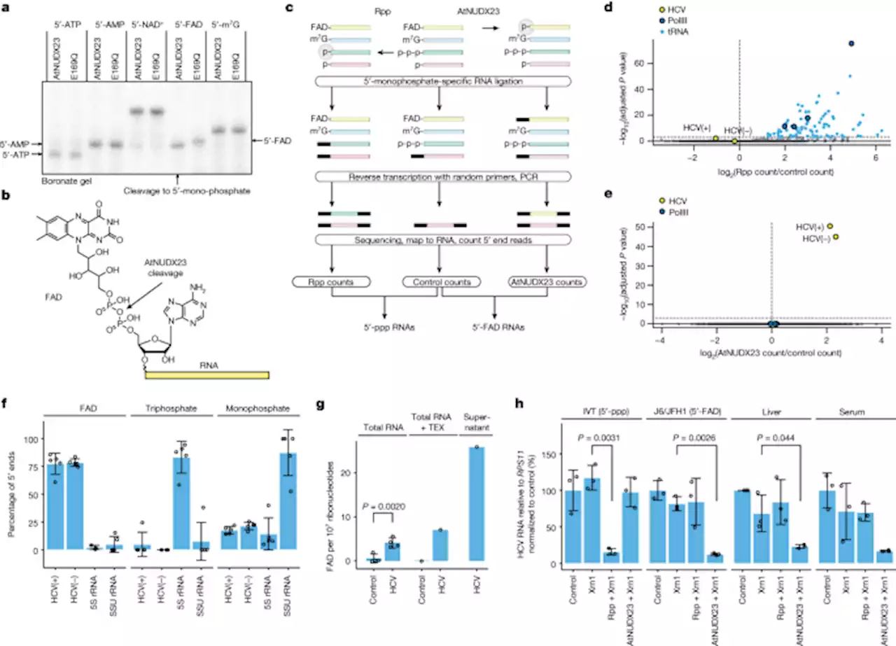 Hepatitis C virus RNA is 5′-capped with flavin adenine dinucleotide - Nature