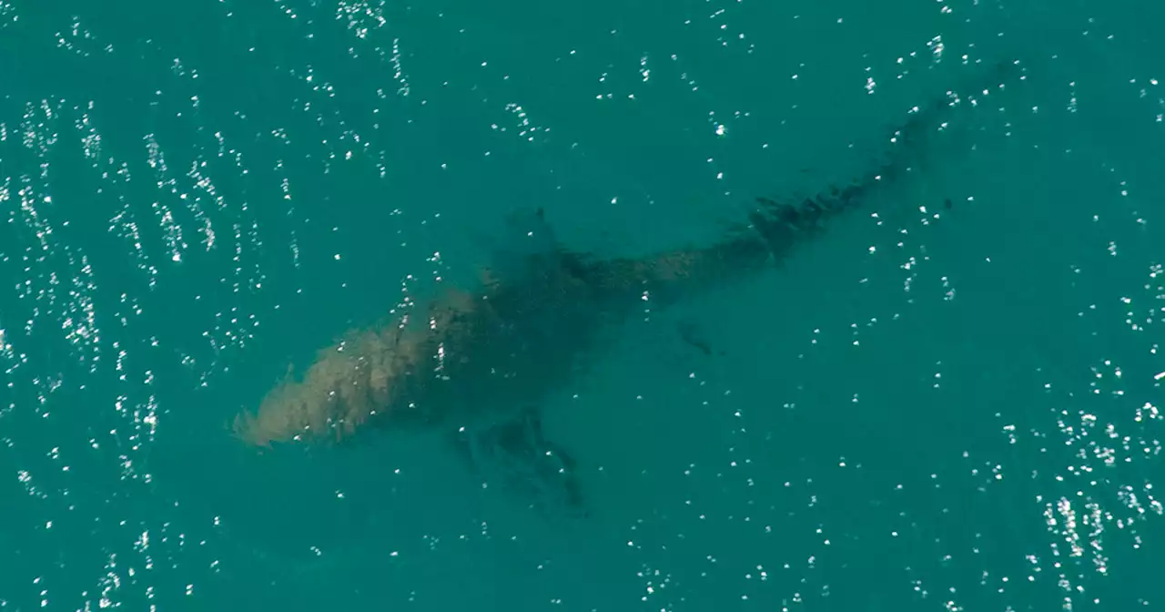 Multiple shark bites reported off New York coast in two days