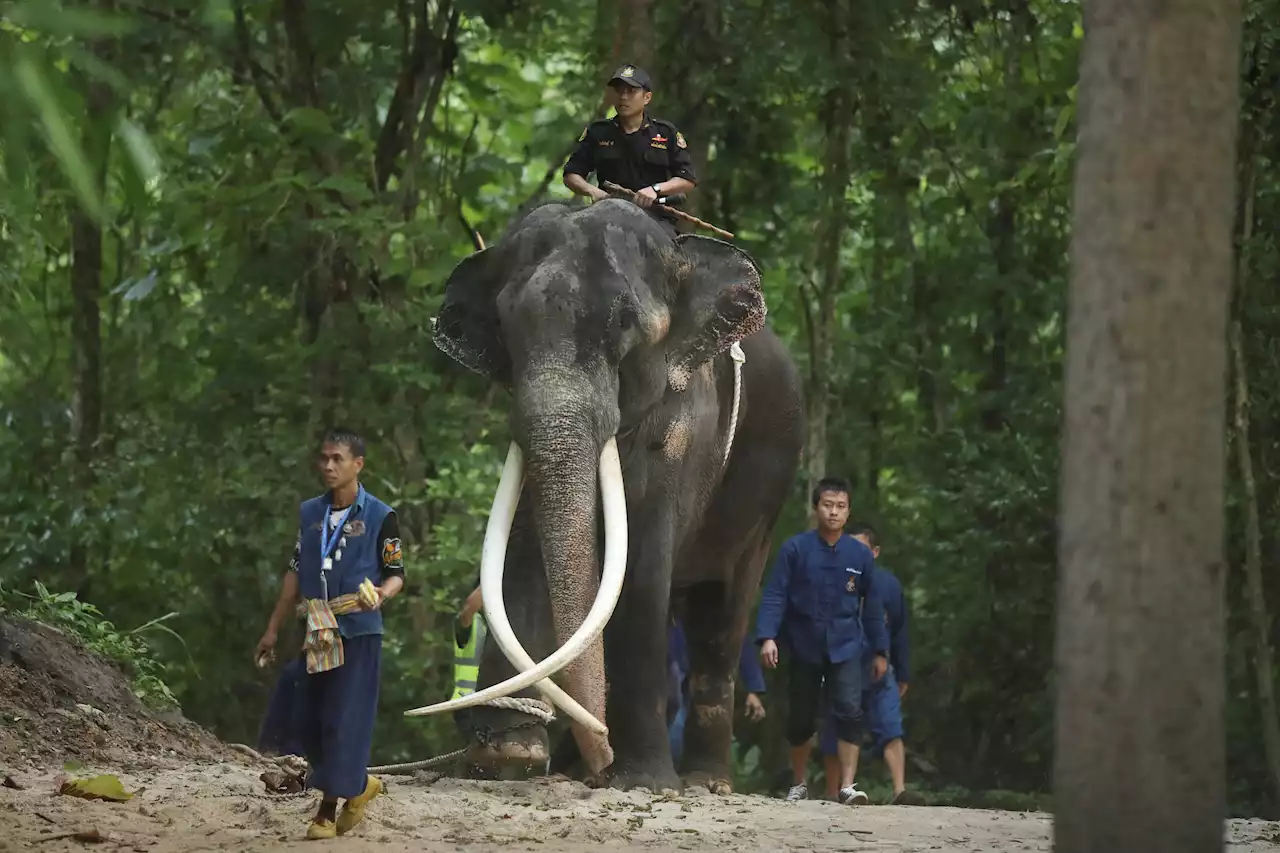 'Mighty Surin' the ailing Thai elephant returns home for medical care after years of alleged abuse in Sri Lanka