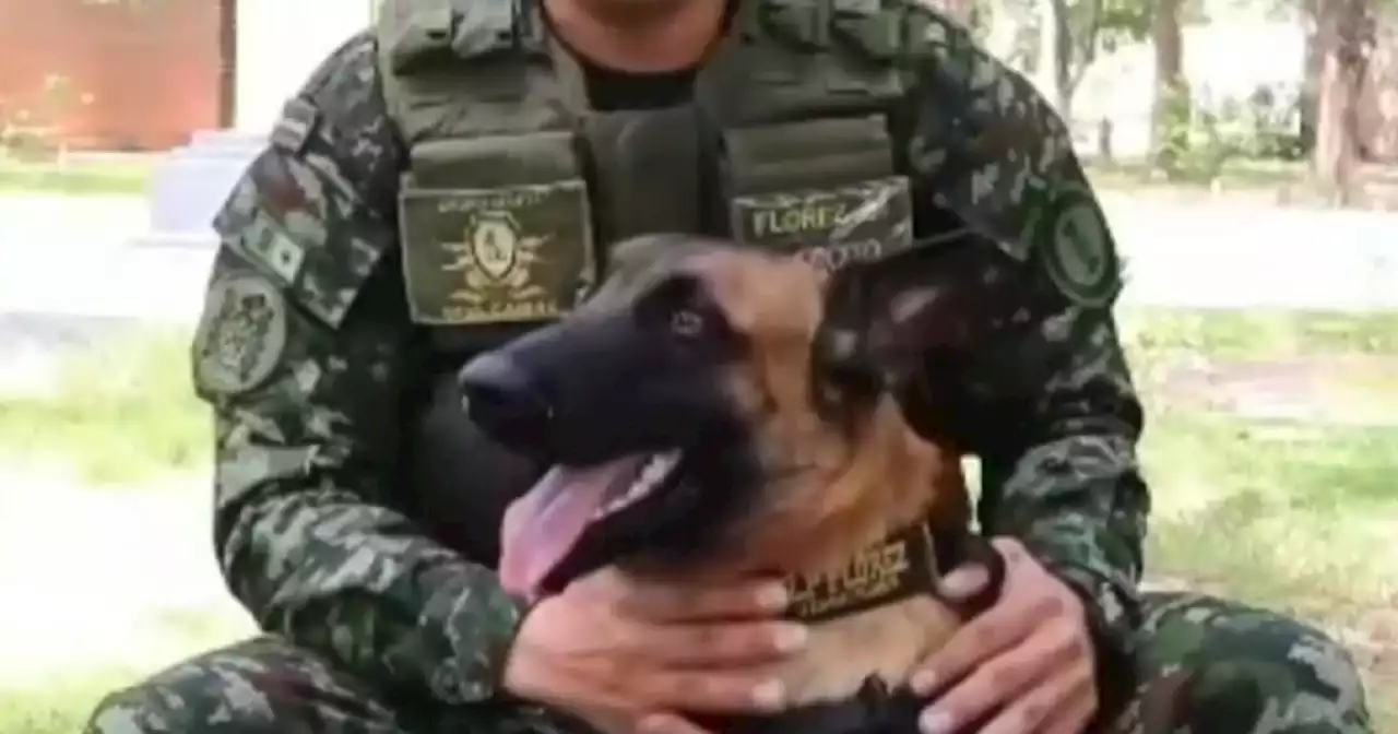 Jackson, el perro antiexplosivos del Ejército Nacional que ha evitado 7 ataques terroristas