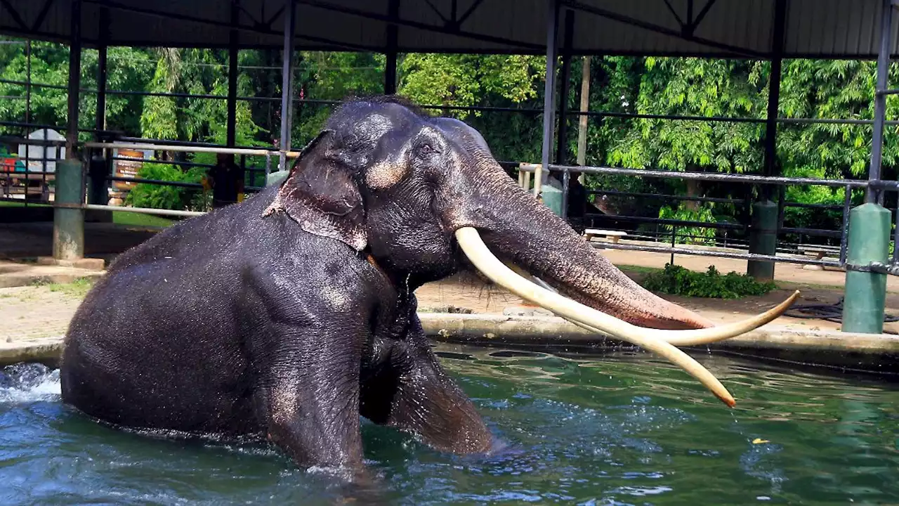 Thailands König setzt sich für Elefant Sak Surin ein