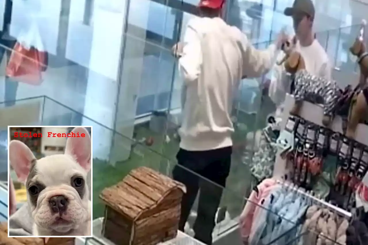 Thieves steal French Bulldog puppy from pet store in broad daylight: video