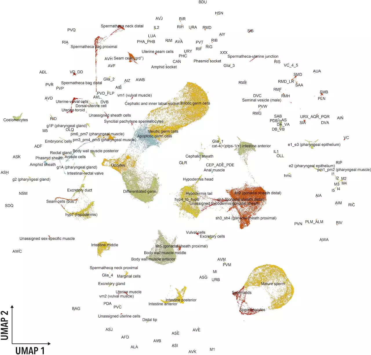 New study presents whole-body gene expression atlas of an adult metazoan