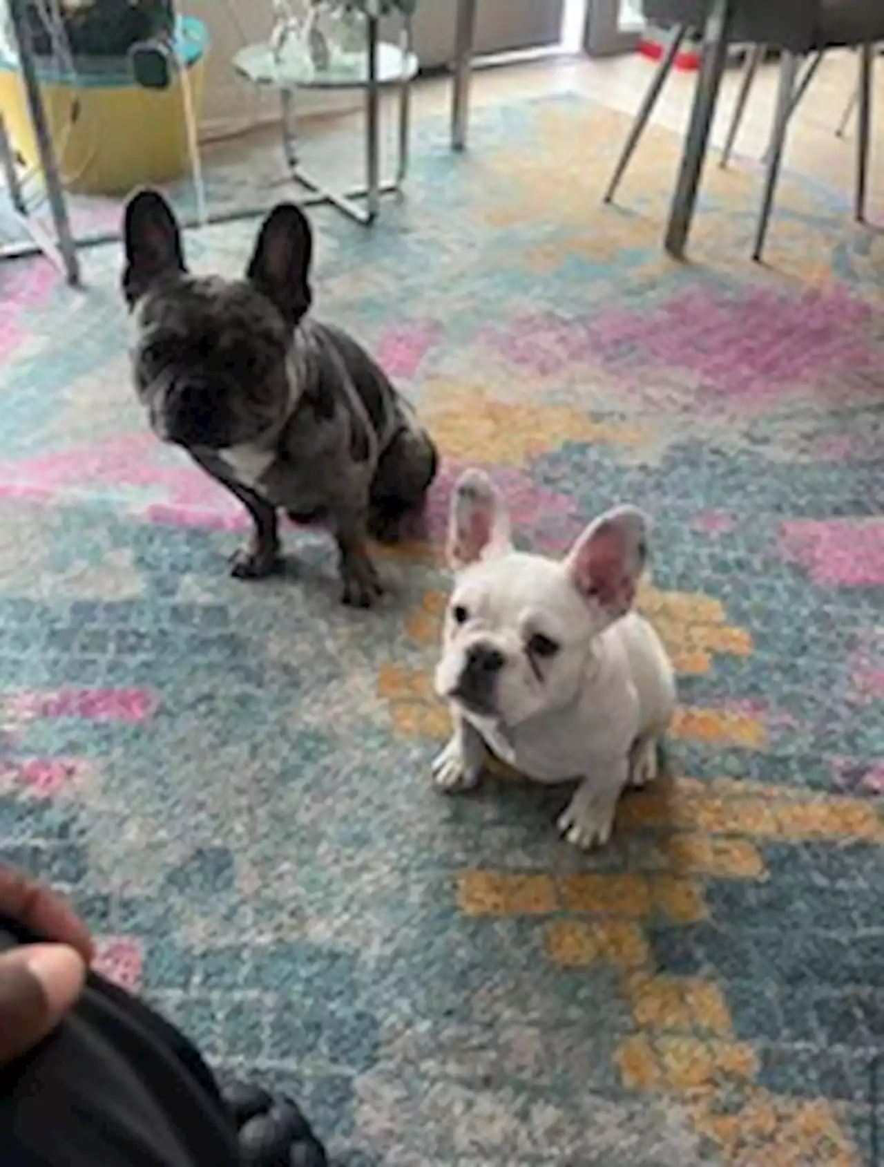 Two French bulldogs stolen at gunpoint in D.C.