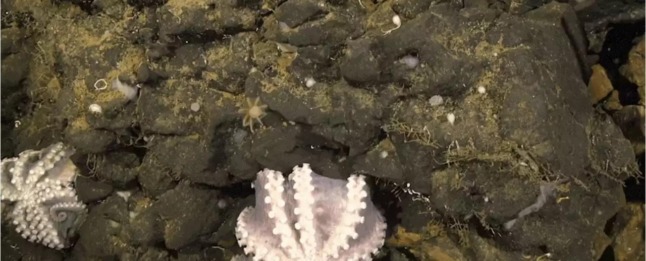 Rare Deep-Sea Octopus Nursery Found Off The Coast of Costa Rica