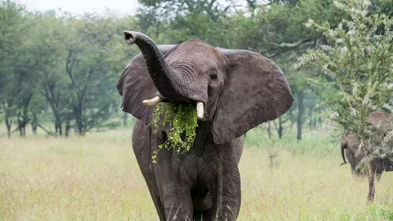 Elephants may vary what they eat for dinner just like humans, study says