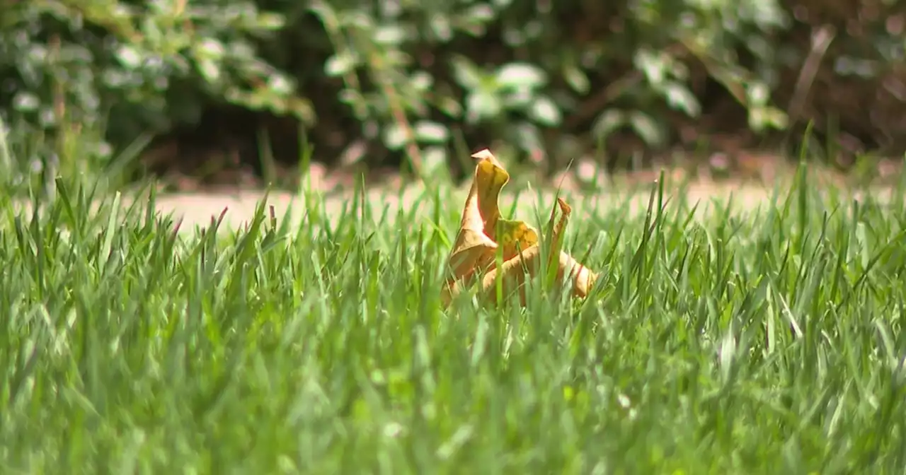 A special turf that uses less water in Utah’s drought is growing in popularity