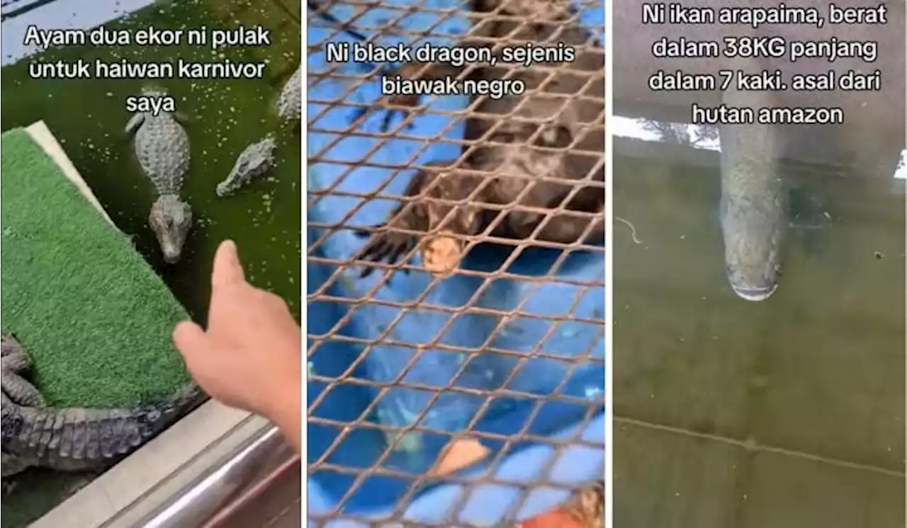 [Watch] Entrepreneur's 'Mini Zoo At Home' TikTok Video Shows Crocs, Komodo Dragon In Backyard | TRP