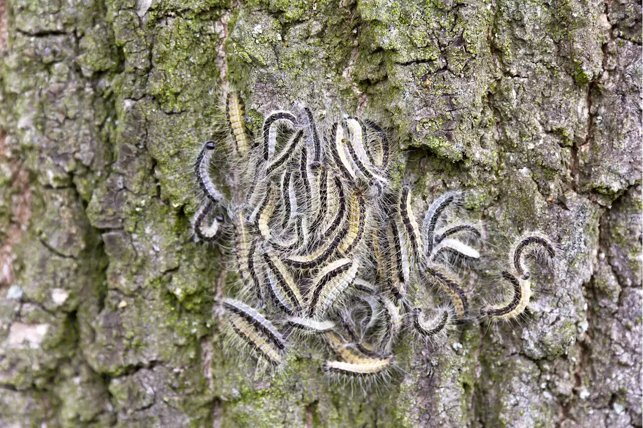 Urgent warning to Brits as toxic caterpillars invade UK