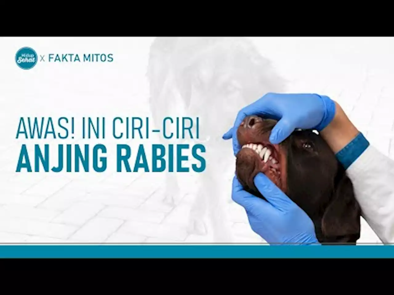 Ciri-Ciri Hewan Rabies dan Cara Mencegahnya - tvOne