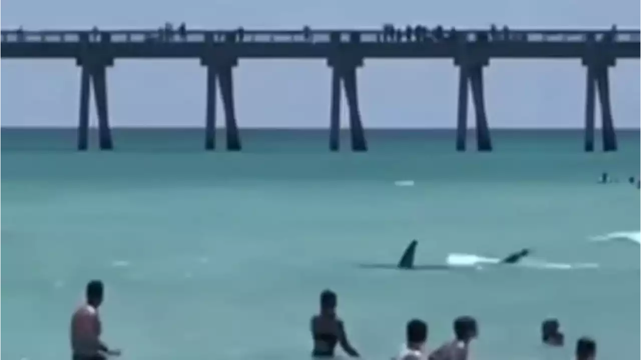 Video Mengerikan Seekor Hiu Dekati Pengunjung di Pantai Florida AS