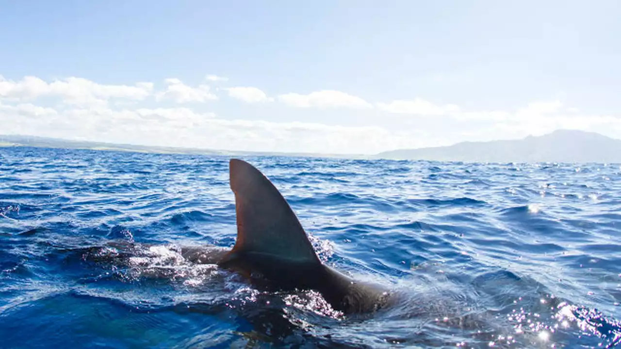 Four shark bites reported on Long Island as officials deploy surveillance drones