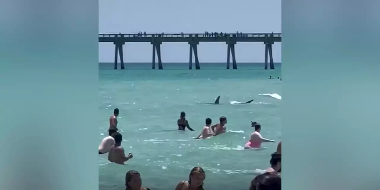 ‘Get out of the water’: Video shows large shark swimming very close to beachgoers