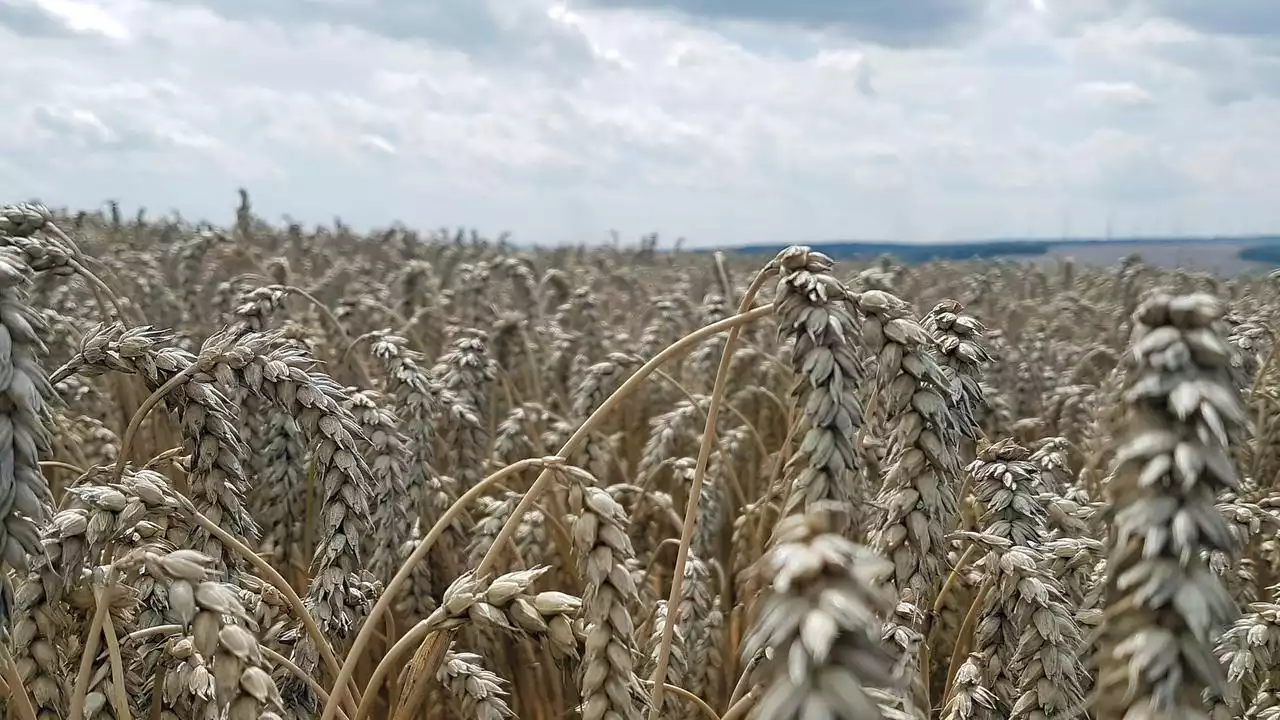 Landwirtschaft: EU-Kommission will Gentechnik-Regeln lockern